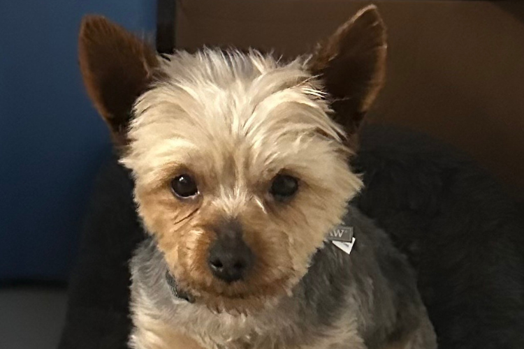 Untitled design - 2025-02-17T125926.299