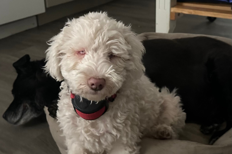 Untitled design - 2025-02-17T125953.844