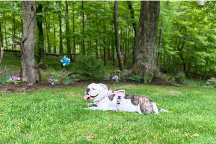 Untitled design - 2025-02-17T154005.852